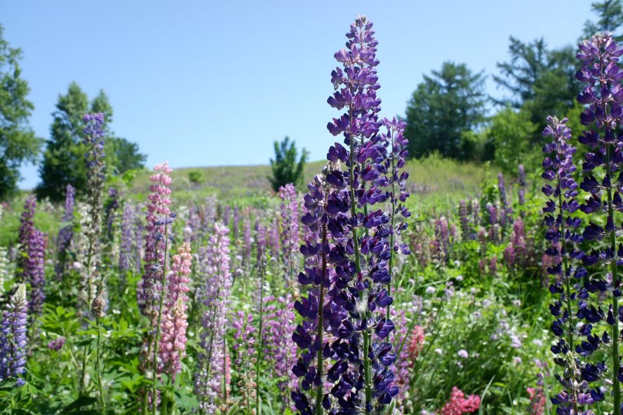 平和的に返還されるための作戦とは?