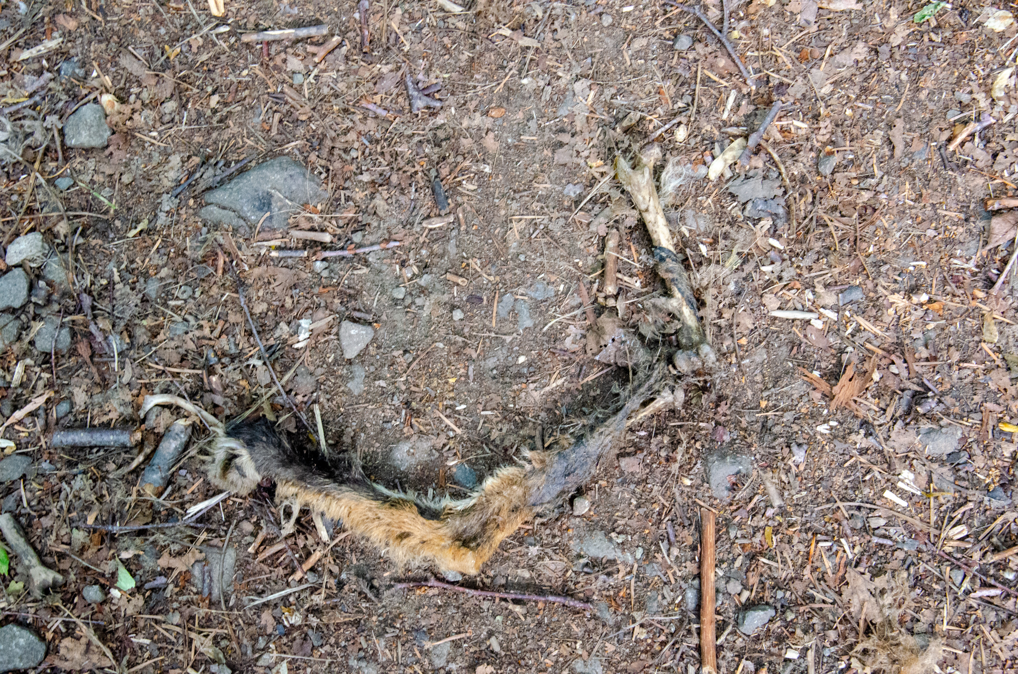 「公安警察」と「特高」のつながりや、戦後の活動について詳しく教えてください