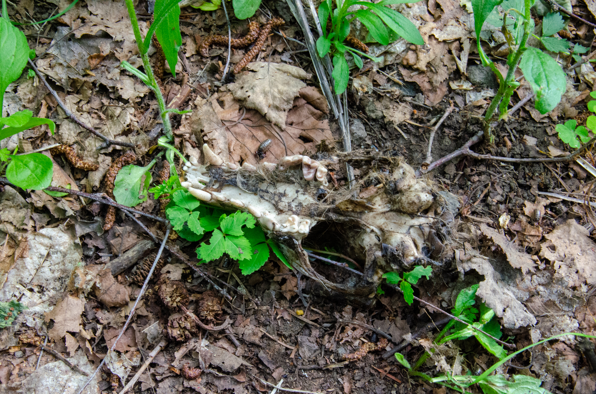 2019年7月札幌市の駅前広場でヤジを飛ばした市民を警察官が広場から排除したが、これはこのような公安警察、ひいては特高のDNAが今まさに生きていたという証拠か?