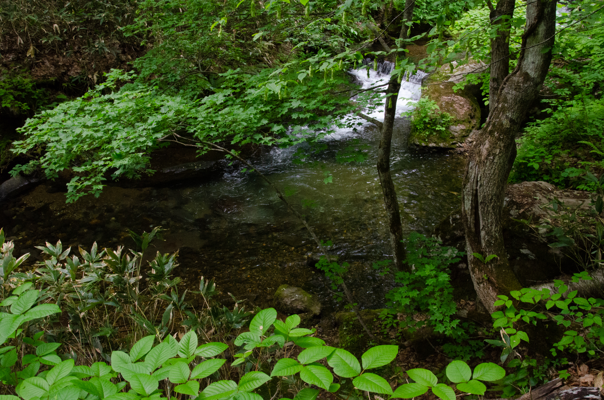 このような日本の司法のシステムに対して、国際社会はどの様に見ていますか?
