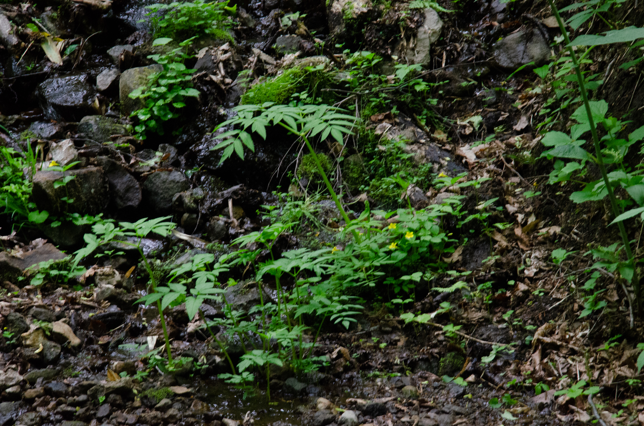 皇位継承を滅びさせる真の要因とは?