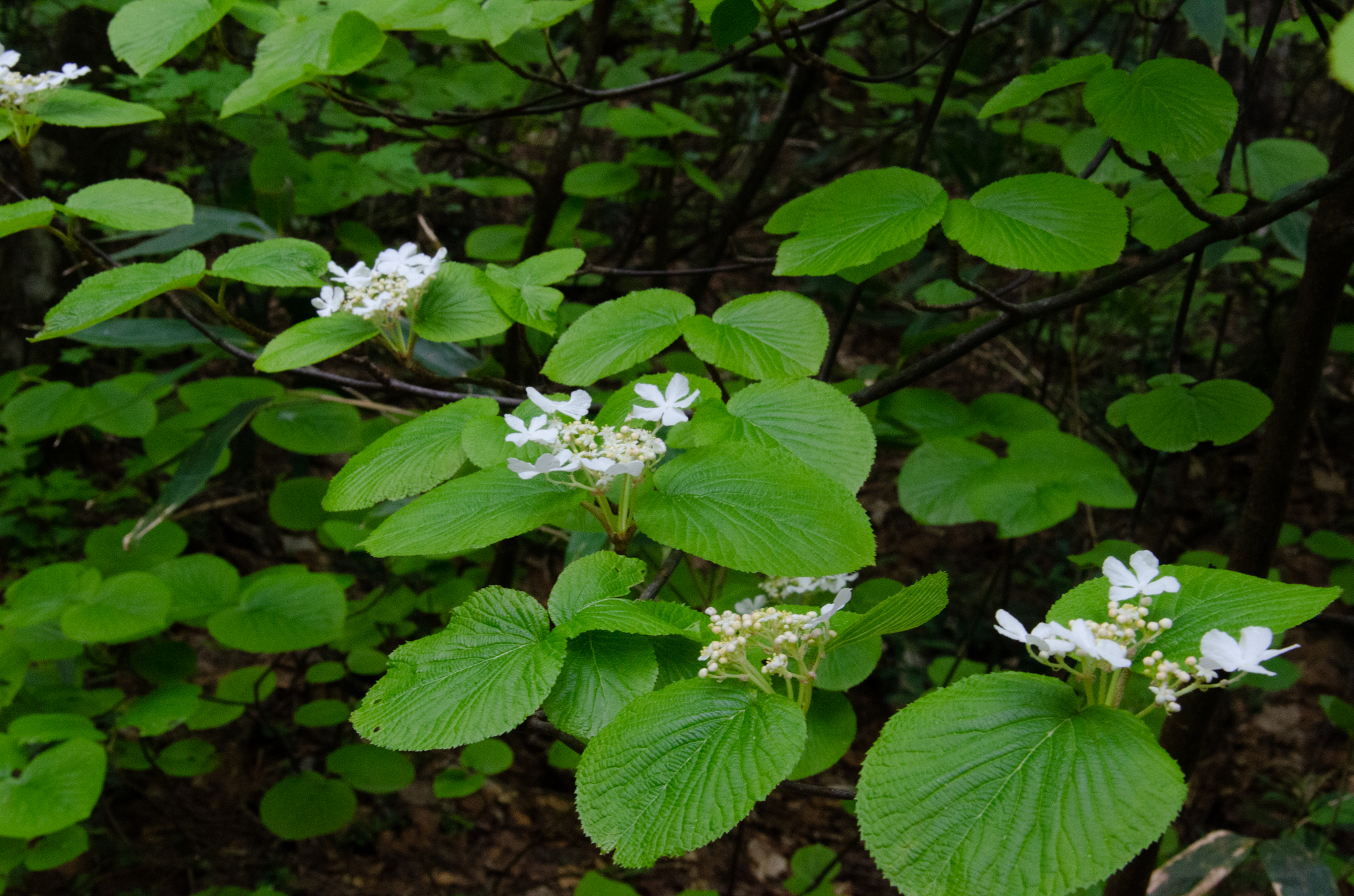 具体的な打開策(もし男子が生まれなかった場合の具体的なプランB)は実行可能か?