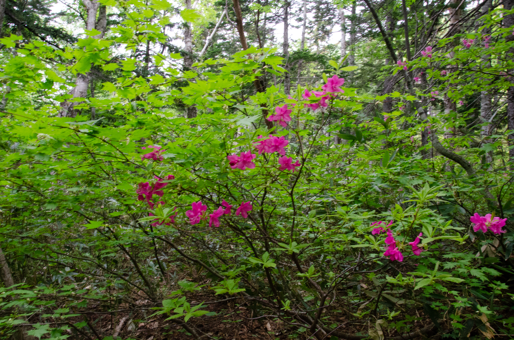 「旧宮家復帰案」について、実際に国民がどう反応するか?