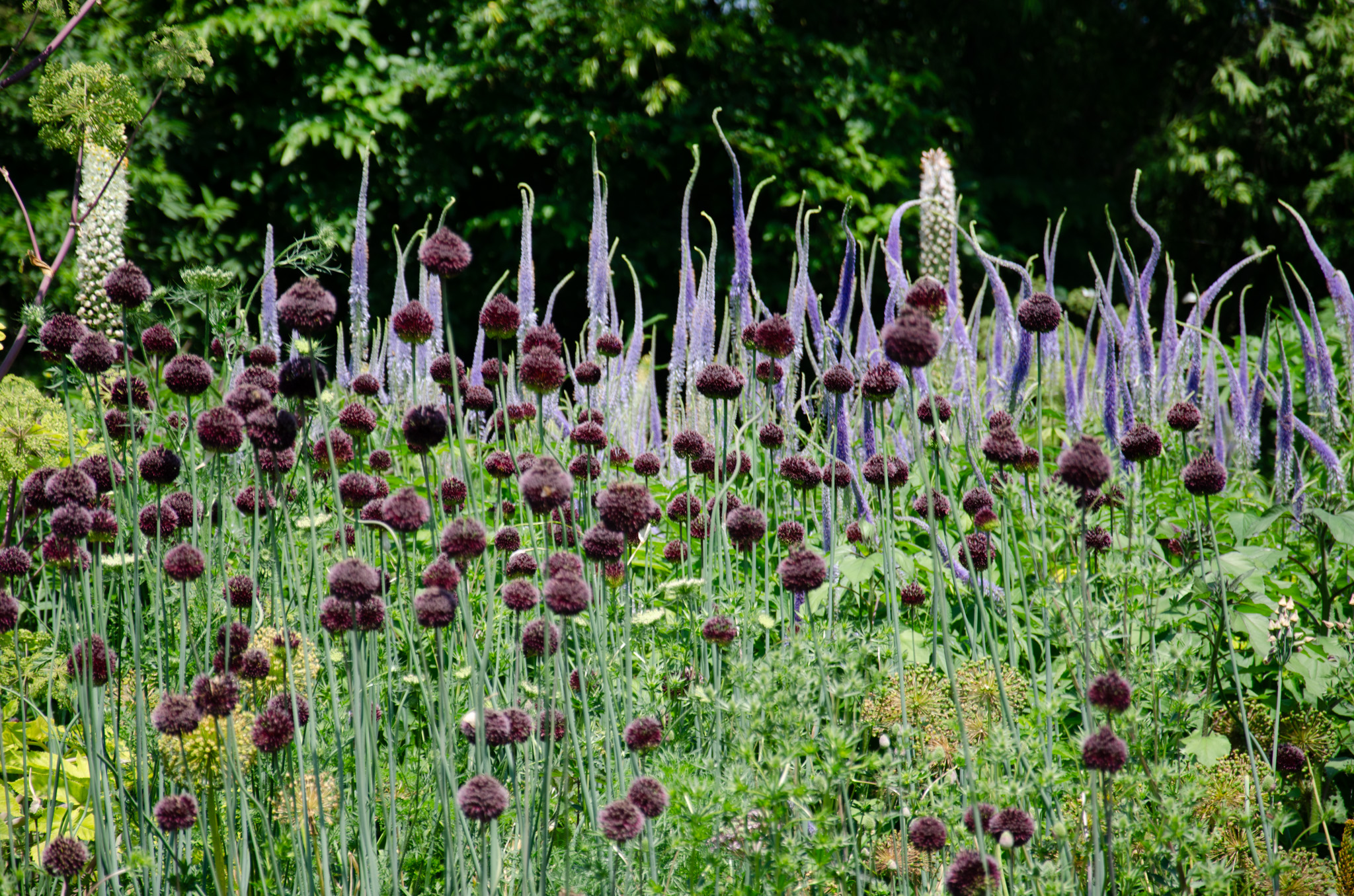 そもそもロシア(旧ソ連)が現在の北方領土を日本が降伏した後に占領したことは国際法的に違法と考えるが、国際的にはどの様にみられているのか?