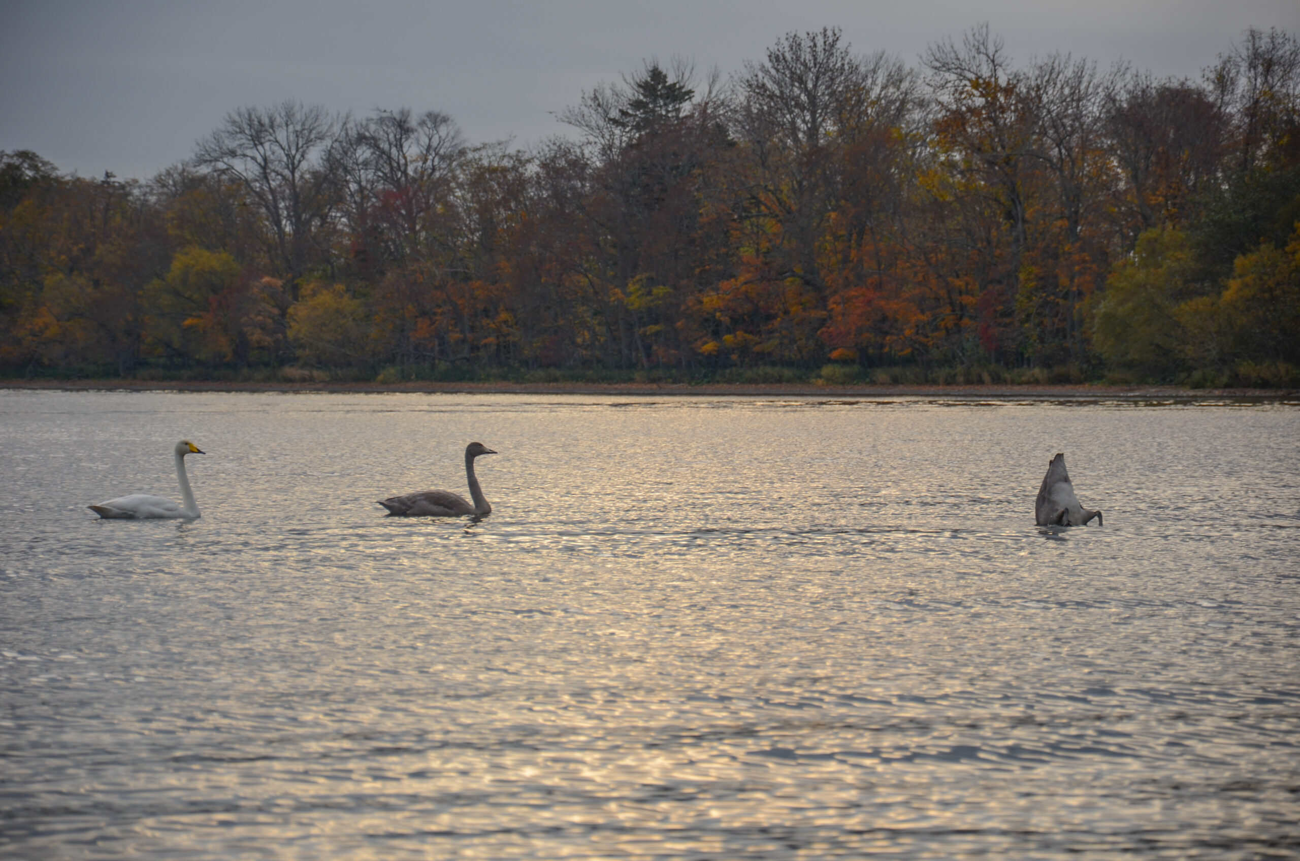 当時の具体的な意思決定プロセス(例:開戦直前の御前会議)」や「現代の安全保障環境への影響」について
