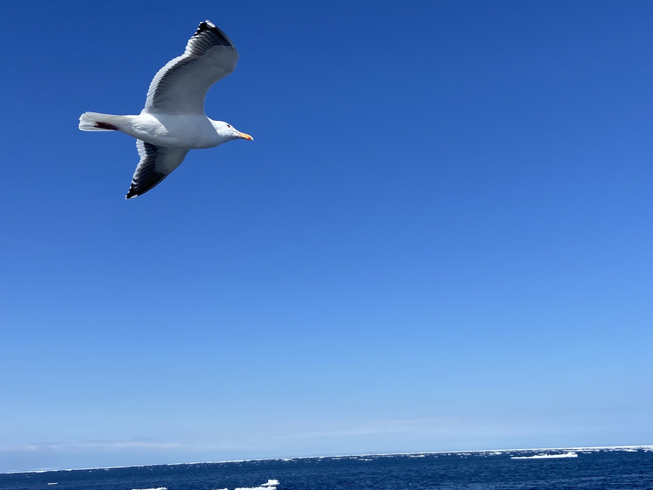 ロシアが弱体化した際、中国が北方領土や極東にどのような野心を見せるか