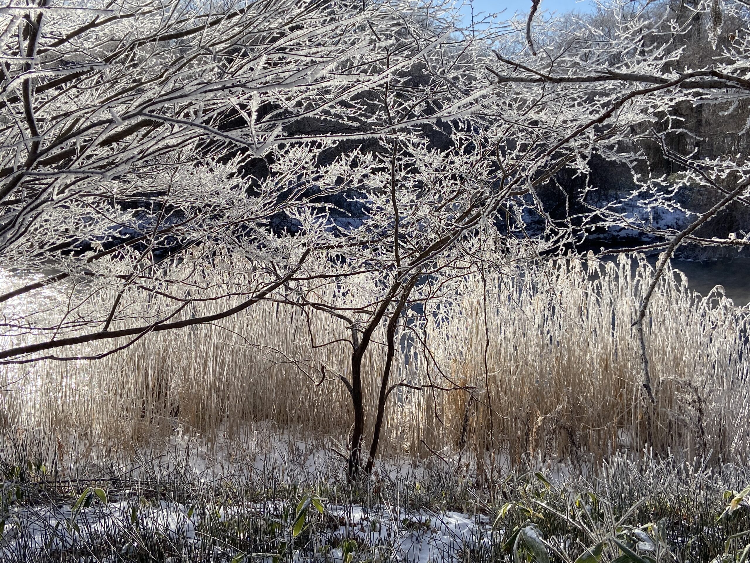 北方領土返還に向けた「複合的圧力」戦略ロードマップ