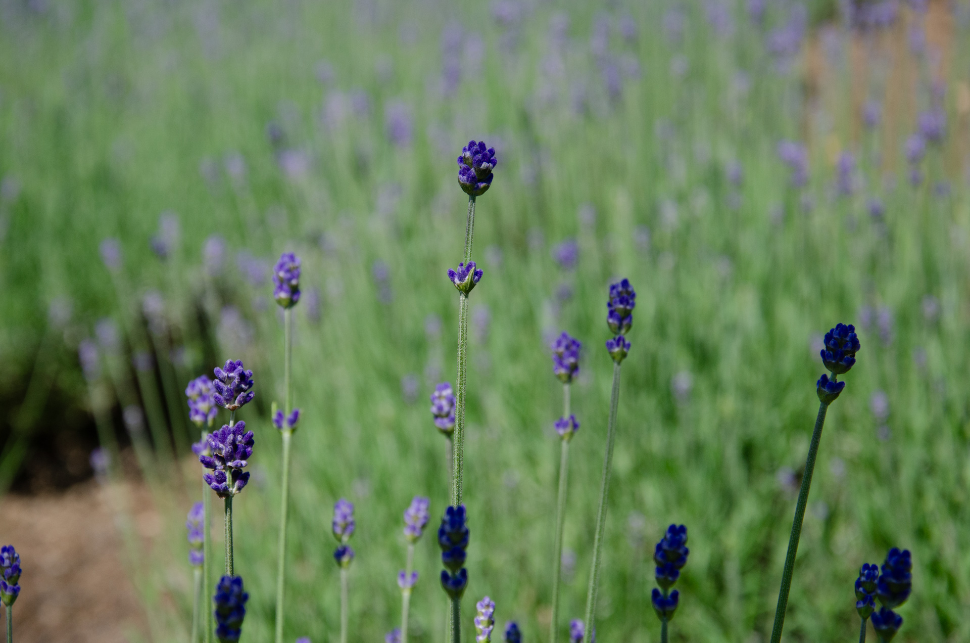 「民主主義と平等を掲げる国家において、その象徴である王室が『女性差別』を続けるのは矛盾している」という感覚が未だに日本国民にはないのでしょうか?