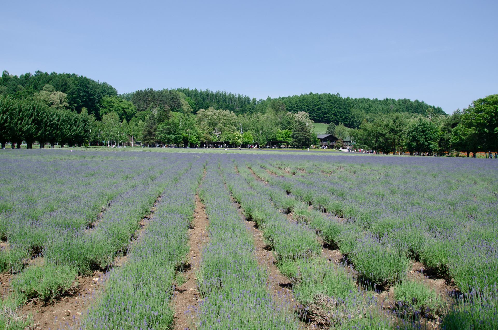なぜ日本では国民の間で天皇制についての議論を一般市民が日常的に公開の場で話題にすることがないのか?