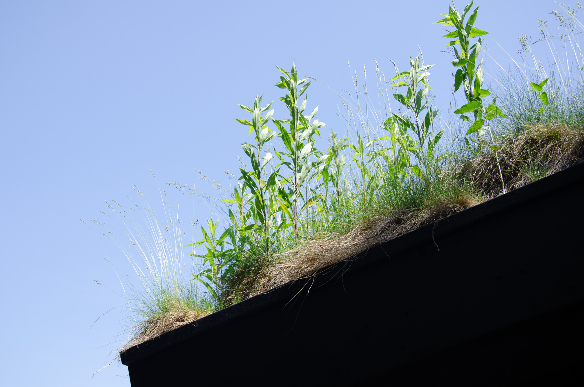 他の立憲君主制国家(イギリスや北欧など)では、王室についてどのような国民的議論が行われているのか?