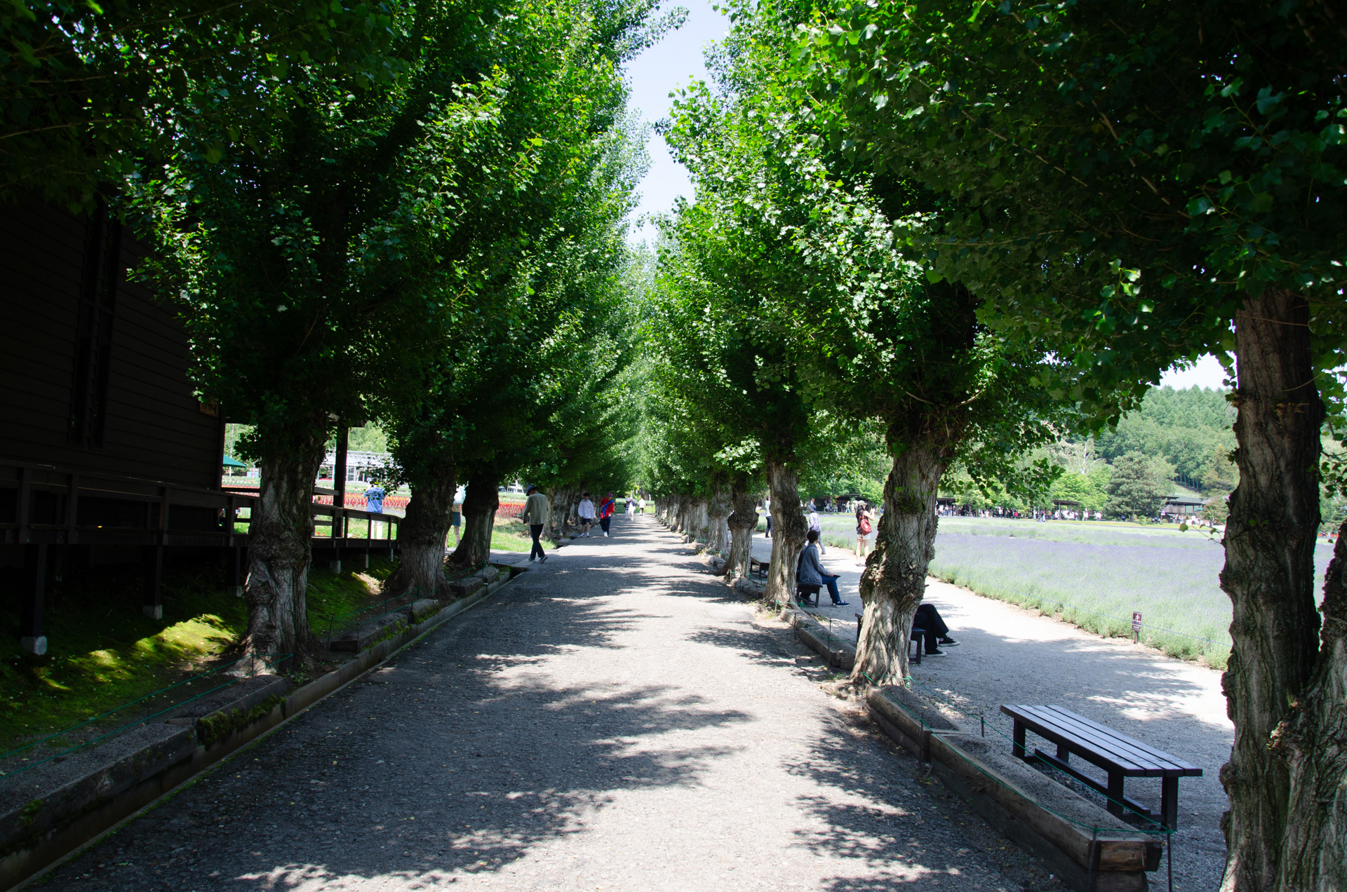 皇室に対する国民の日常的な議論、また自由な会話や意見がタブー視される中で、この現代でいつまで天皇制が続けられると予測するか?