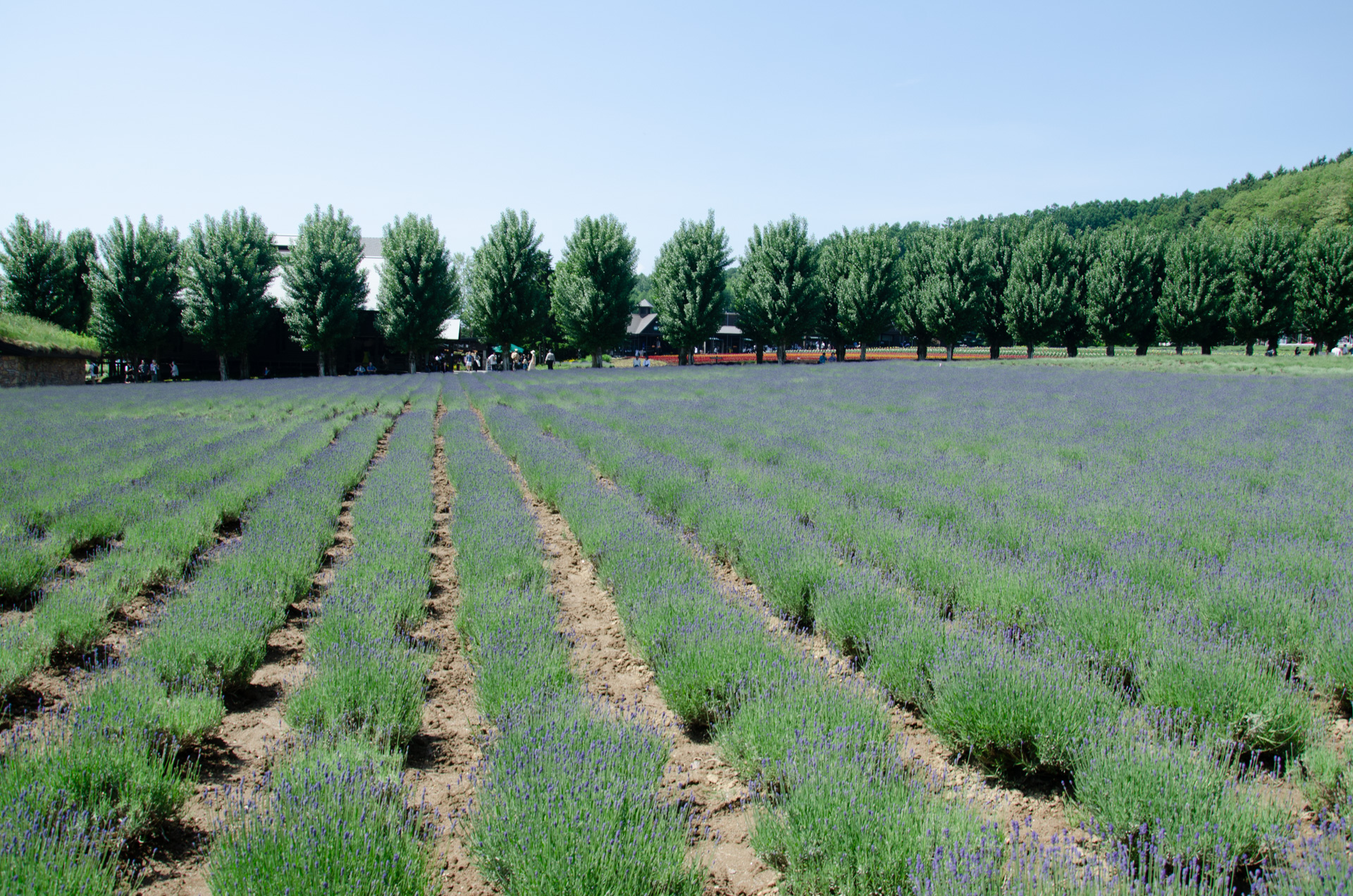 愛子様が天皇になるための条件とその周辺環境とはどの様なものであると考えられるか?