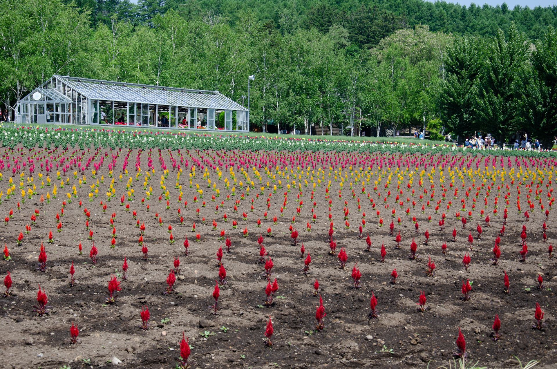 どのようなステップや法改正があれば、この『女系容認』はソフトランディング(混乱なく実現)できるのか