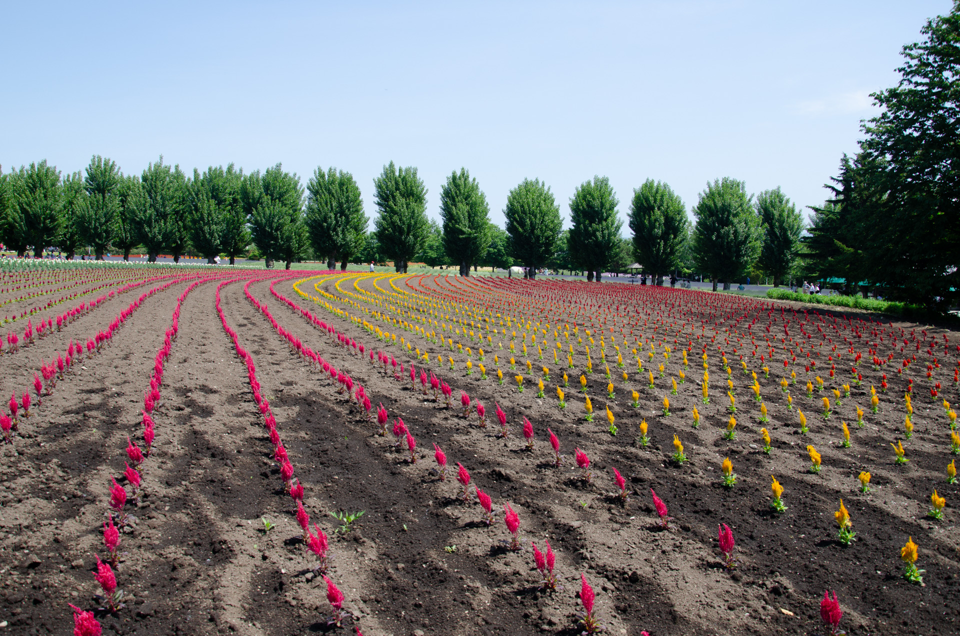 「愛子さまが天皇になる」という未来は、日本が生まれ変わるための最強のカード?