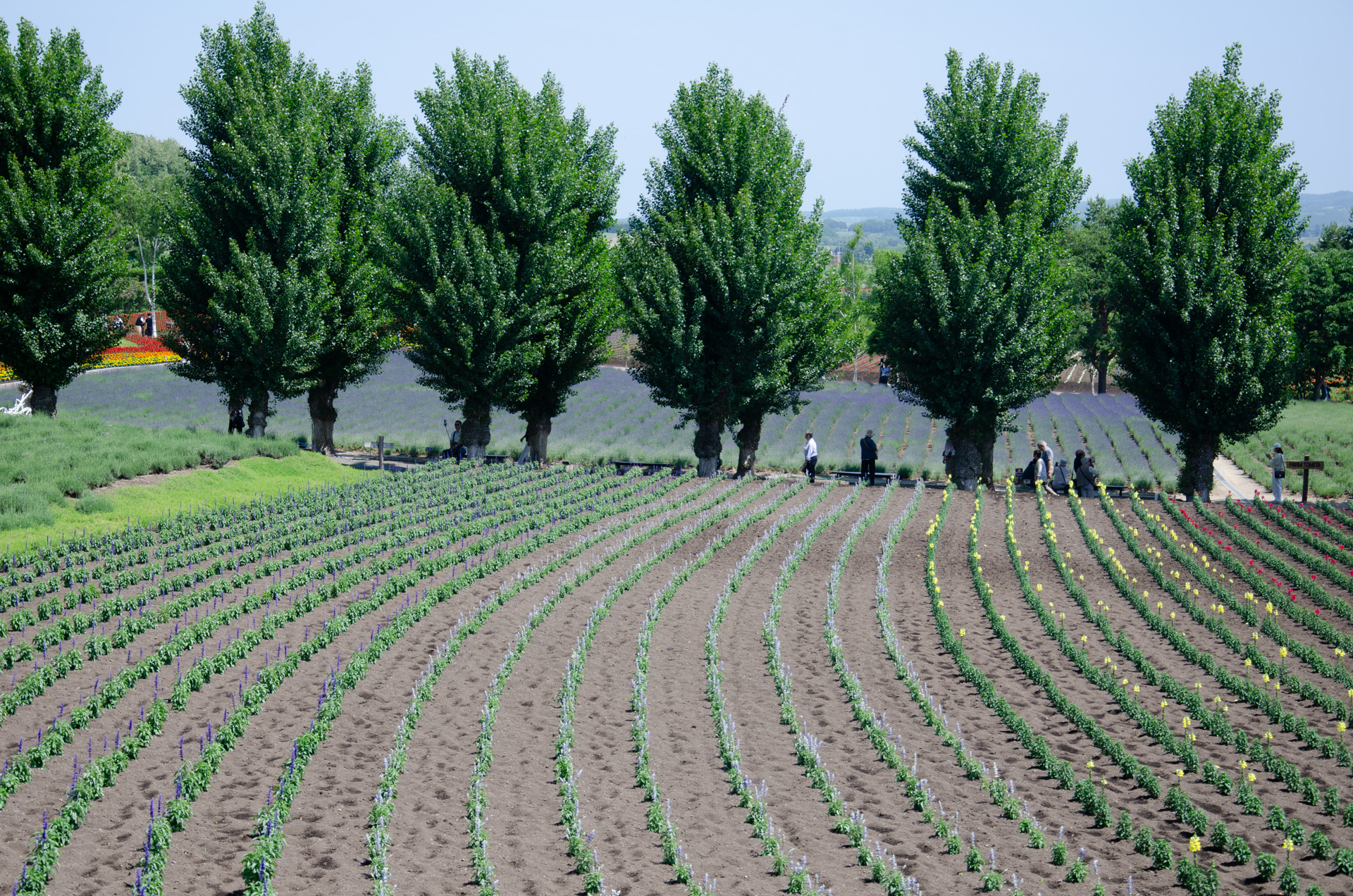 このプランだといつまでも男子優先というシナリオをなんとか存続させようという方向が強すぎじゃないでしょうか?