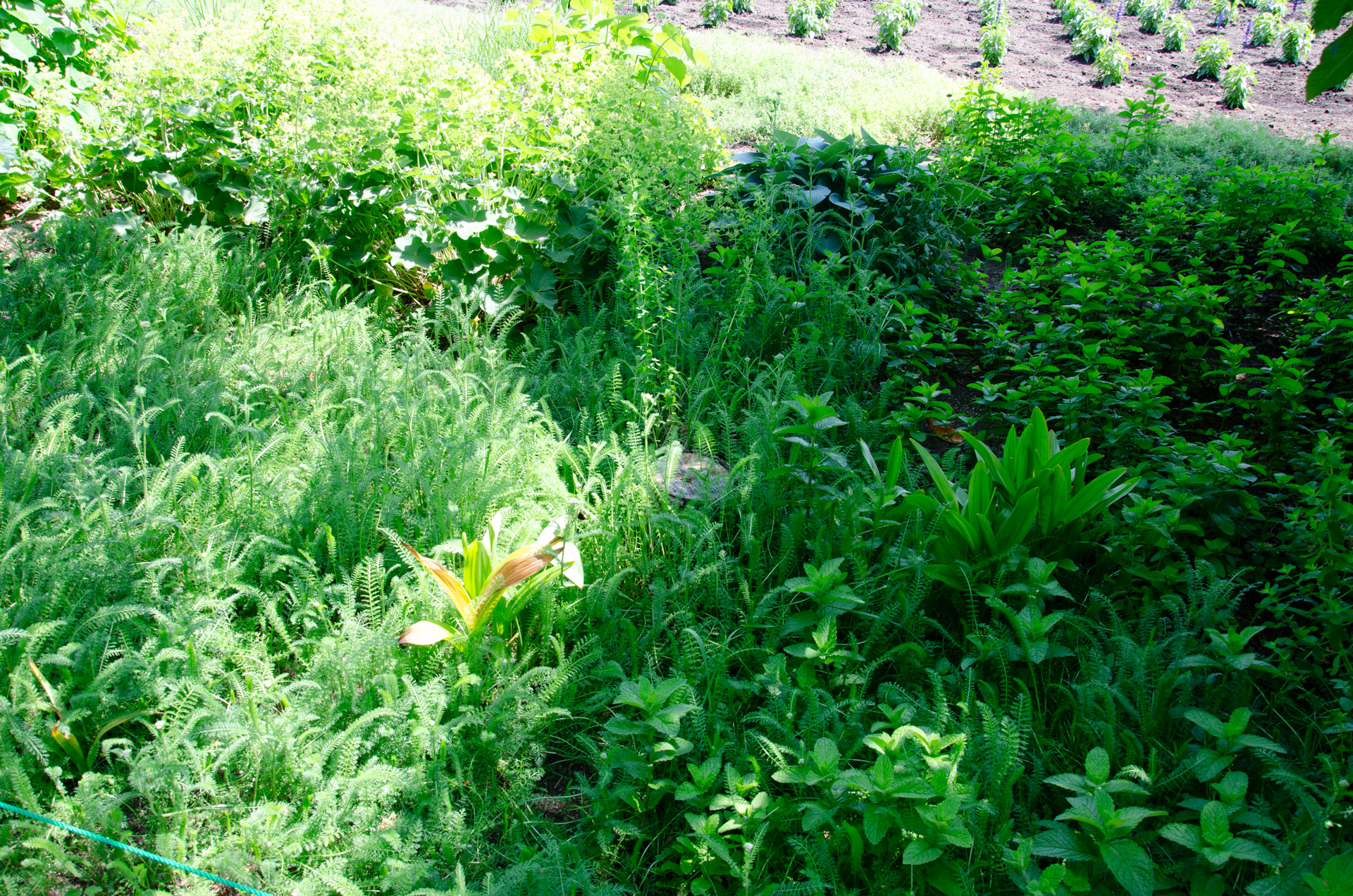 イギリスのエリザベス女王やオランダのベアトリクス女王の治世が、それぞれの国の女性の地位や家族観にどのような影響を与えたのか