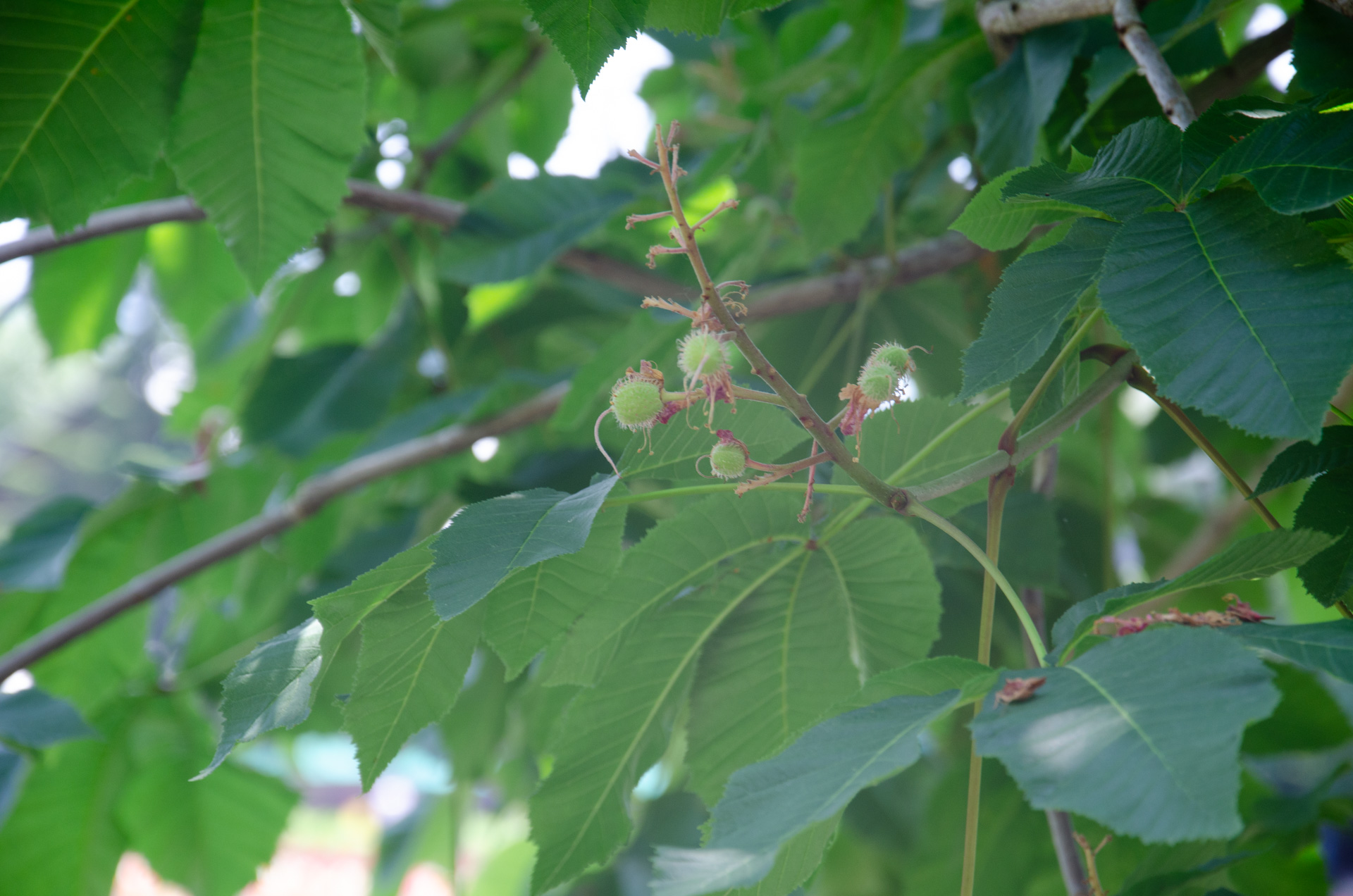 欧州の王室が「社会の変化と共に自らをアップデート」してきたのに対し、日本の皇室(を取り巻く政治や制度)がなぜここまで頑なに変化を拒むのか?