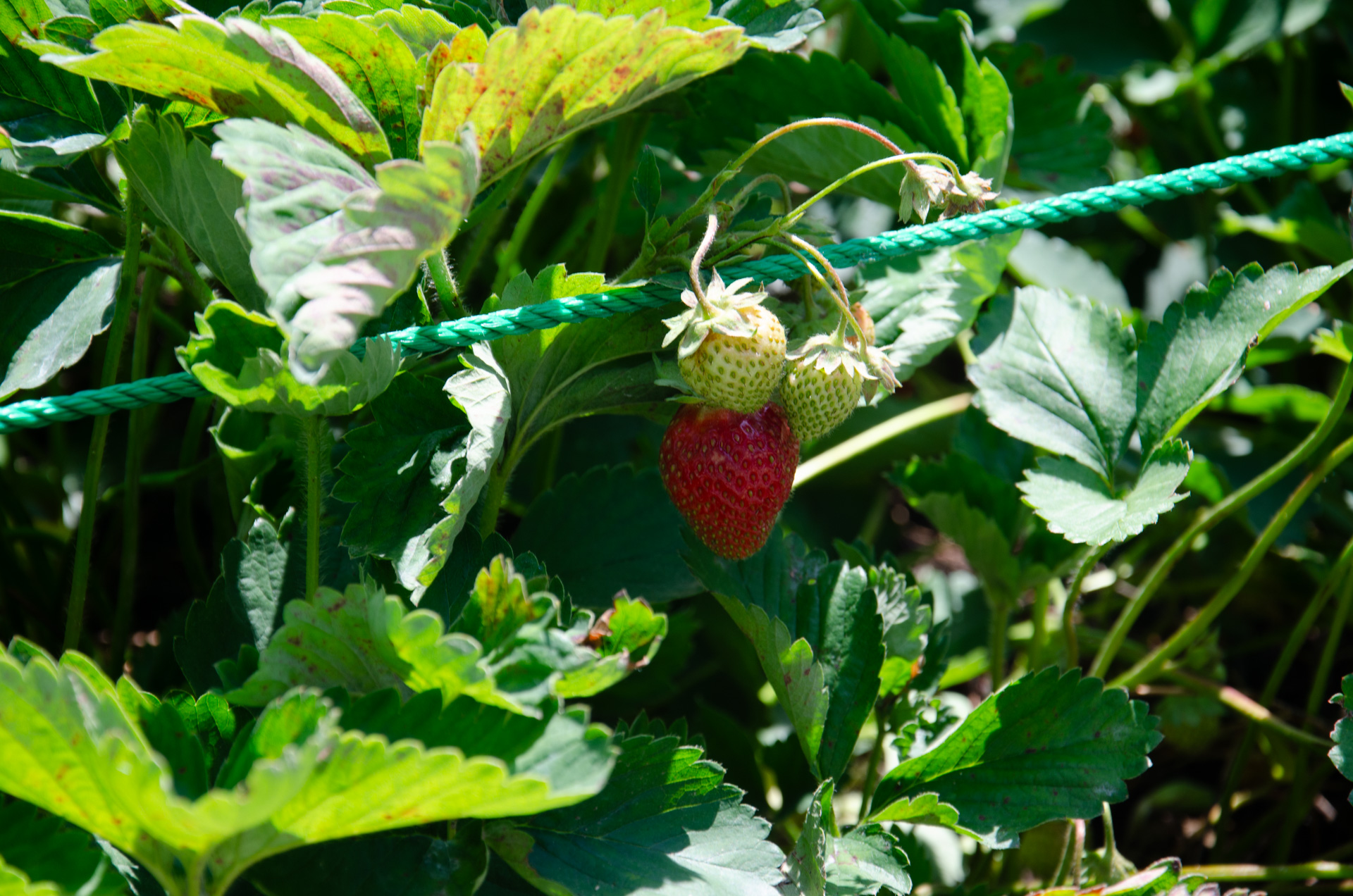 配偶者の問題(どうやってふさわしい男性を選び、迎え入れるか)」について