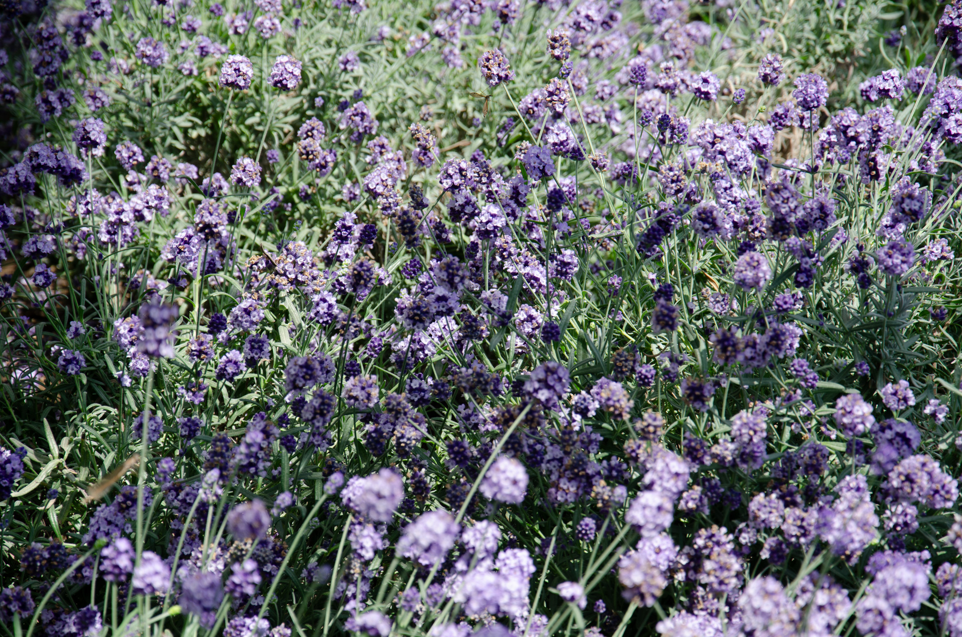 旧宮家(旧皇族)の子孫という選択肢(ハイブリッド案)」というのは一見ウルトラC風に見えますが、結局、日本の皇室継承問題の真の論点を一時的にそらしただけでは?