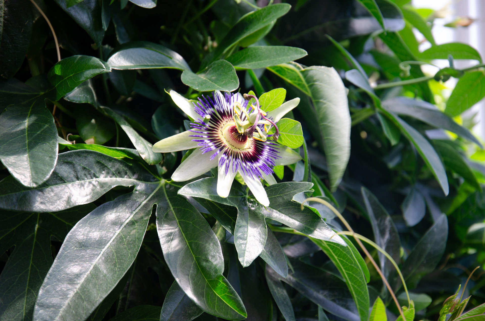 天皇制問題は日本の縮図。国民の半分(女性)は、働く現場で十分に輝いていない。