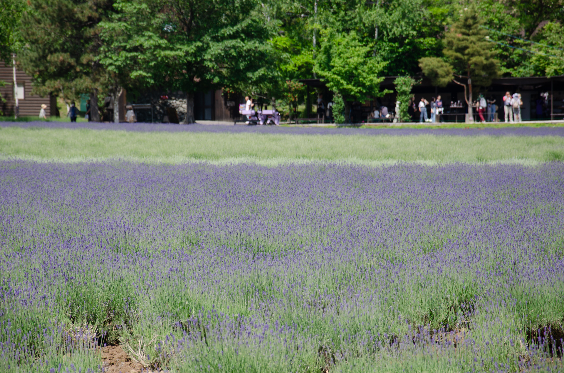なぜヨーロッパ王室は女性でも王位の座に着くことができるようになったのでしょうか?