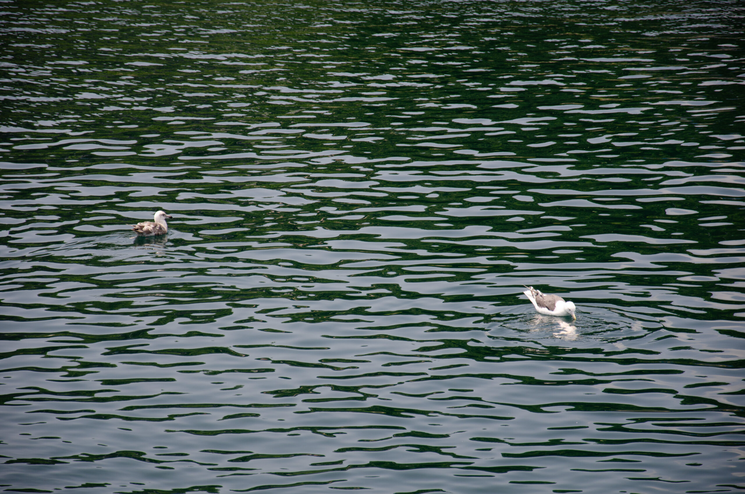 戦前の組織・文化的弱点の“残滓”がどのように現代の意思決定や国際的立場に影響しているか?